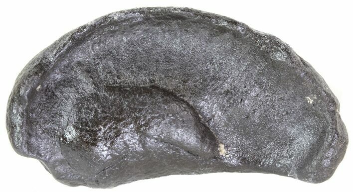 Fossil Whale Ear Bone - Miocene #63541